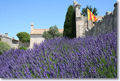 Lavandes - Baux de Provence  - Alpilles