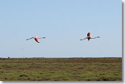 Camargue - Flamants Roses