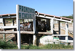 Camargue - Promenade &agrave; Cheval