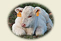 Foire aux chevaux & aux bestiaux