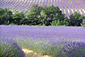 Corso de la lavande