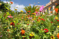 journ�es M�diterran�ennes du jardin