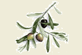 Fete des olives