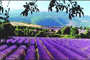 La Table du bonheur
