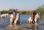 Arnelles Camargue