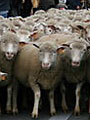 Transhumance Transhumance