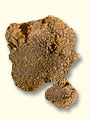 Truffes Truffes