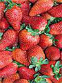 Fete des Fraises a Velleron