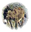 Donkey festival - Escragnoles