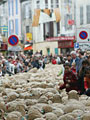 Transhumance
