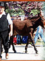 Seyne les Alpes Cattle fair Seyne les Alpes Cattle fair