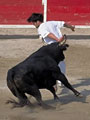 Abrivado festival in Saintes Maries