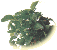 Basilic ou Pistou