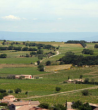 Chateauneuf du Pape vines