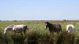 Chevaux de Camargue