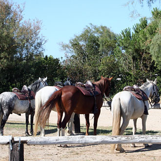 Saintes Maries de la Mer - Chevaux
