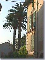La Colle sur Loup - Palmiers