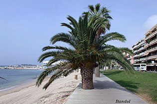 Bandol