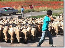 Saint Antonin du Var - Transhumance