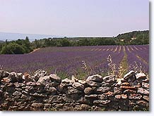 Lioux, lavender landscape