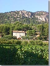 Saint Hippolyte le Graveyron - Vineyards
