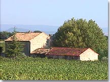 Saint Hippolyte le Graveyron - Vineyards