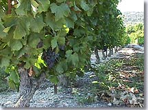 Saint Hippolyte le Graveyron - Vineyards