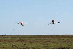 Flamants roses en Camargue