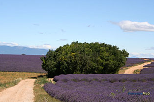 champs de lavande en Provence