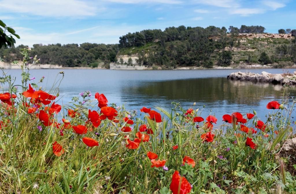 Etang de l'Olivier à Istres.