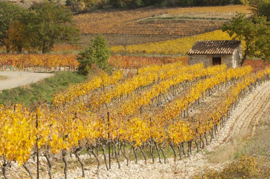 Vignoble à l'automne en Provence avec feuilles de vignes jaunies.