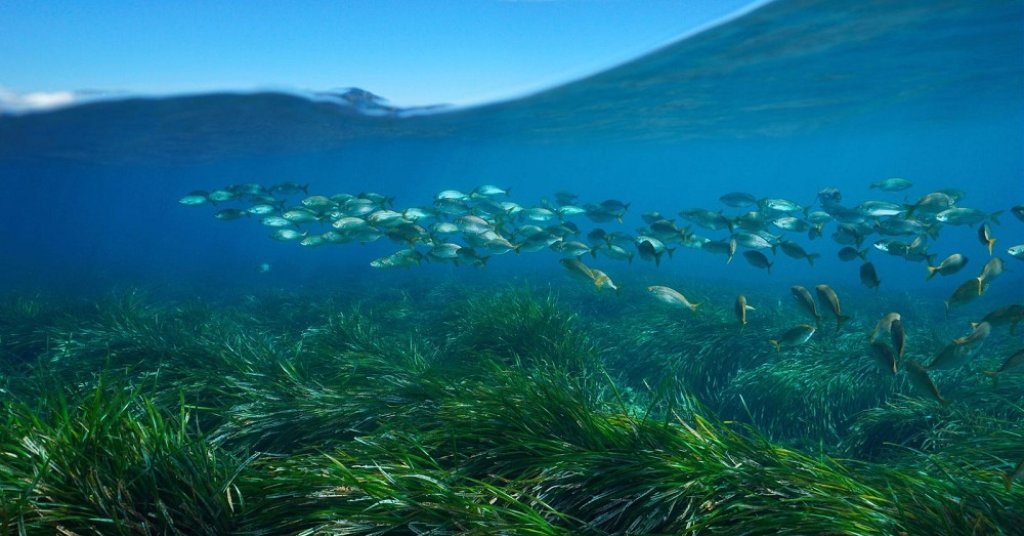 Parc Marin de la Côte Bleue, posidonie.