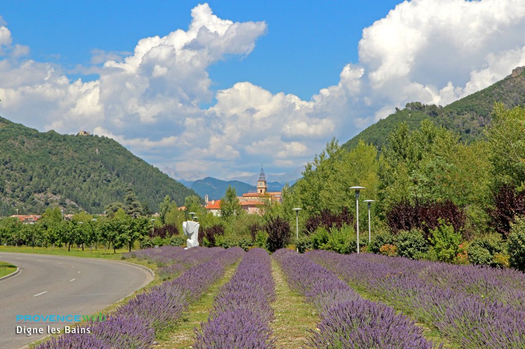 Champs de lavande à Digne.