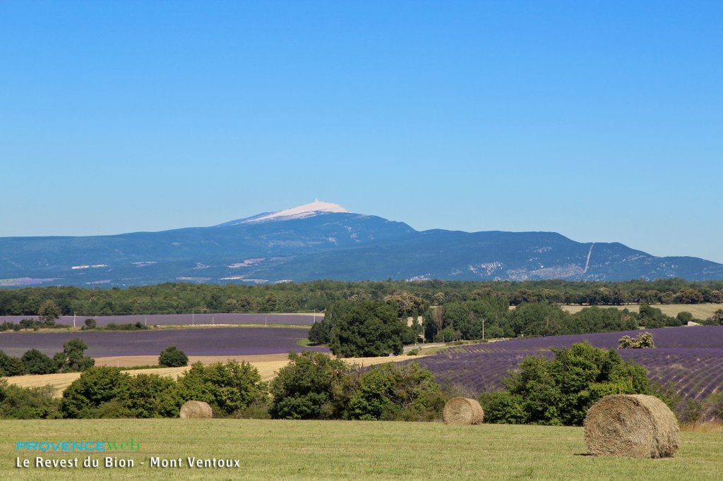 Champs de lavande devant le Mont Ventoux à Revest du Bion.