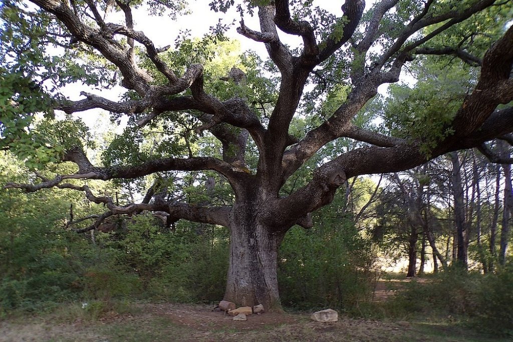 Randonnée à Belcodène.