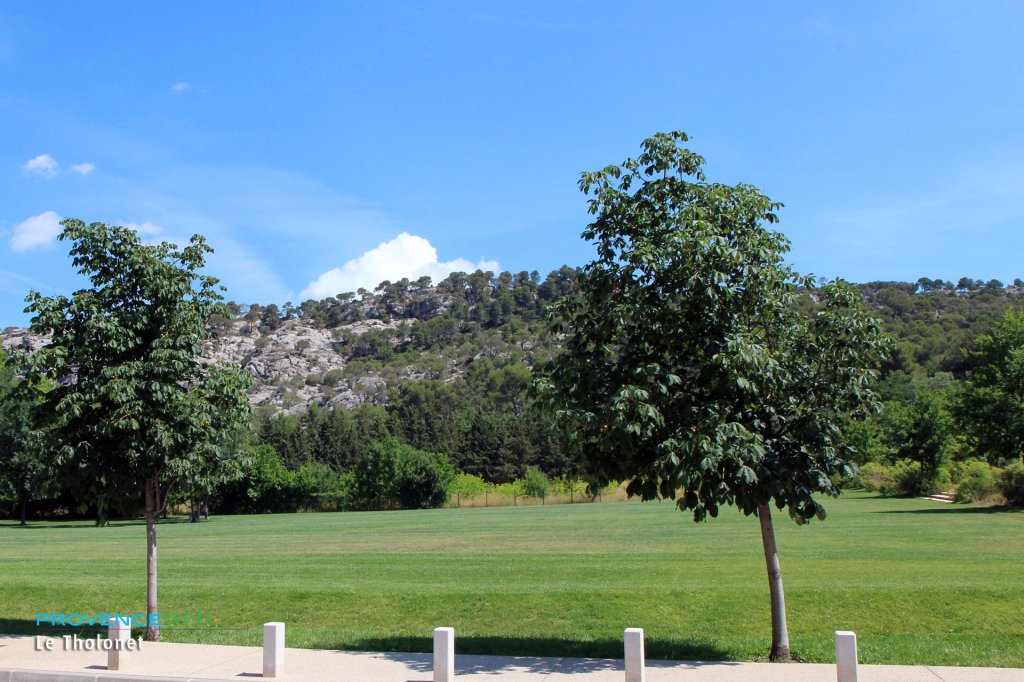 Nature au Tholonet.