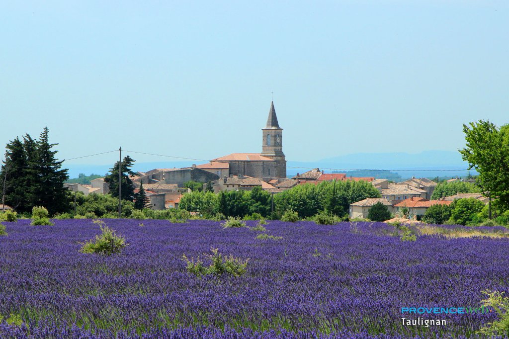 Lavandes à Taulignan.