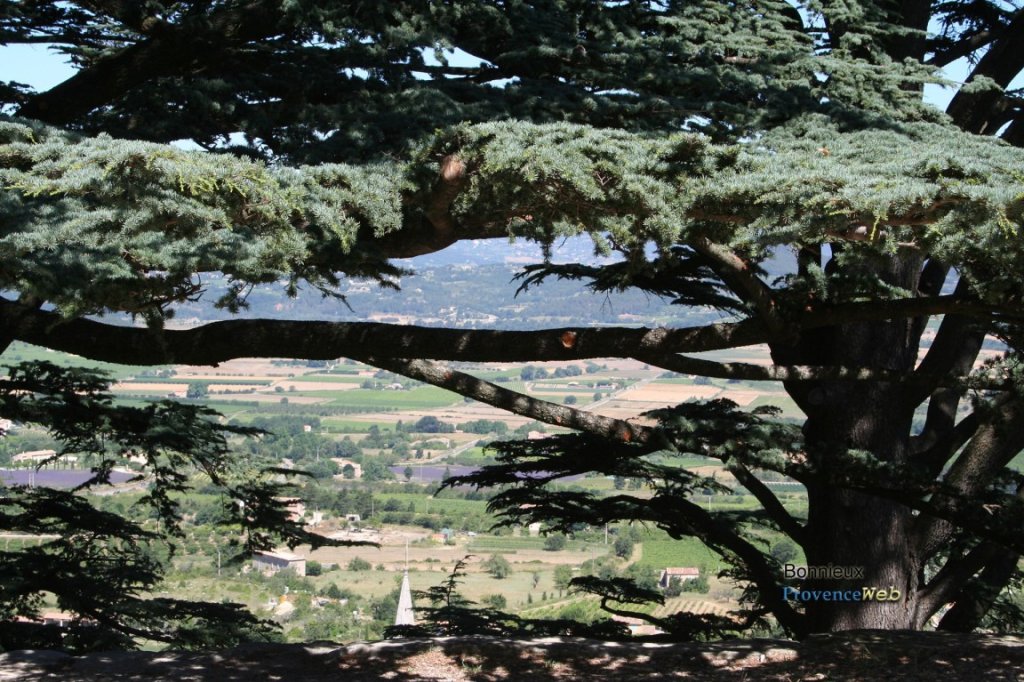 Cèdres.
