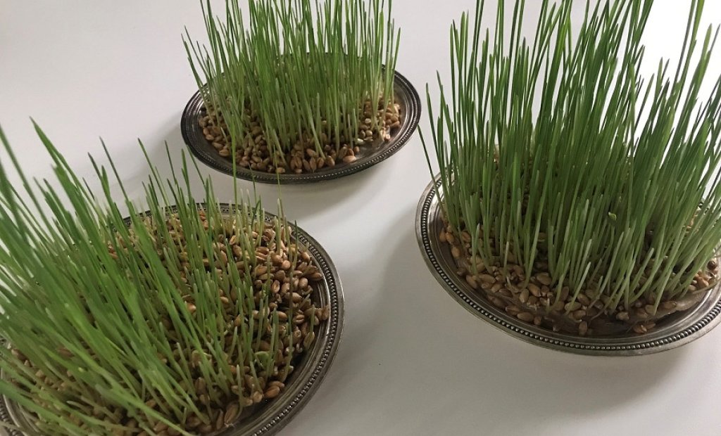 Les trois coupelles pour le blé de la Sainte Barbe.