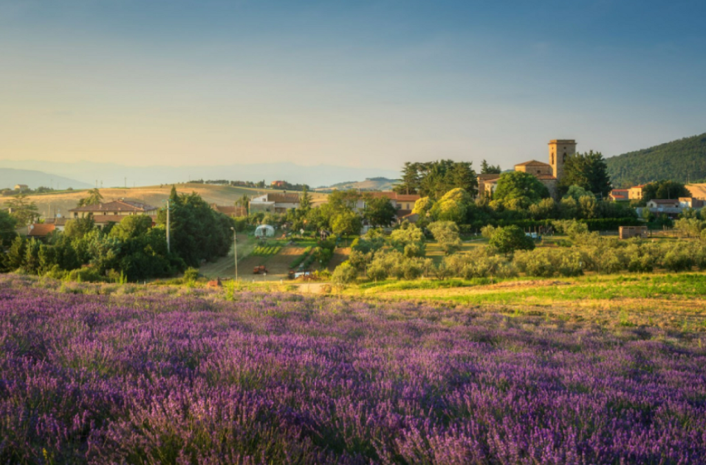 Champs de lavande en Provence.