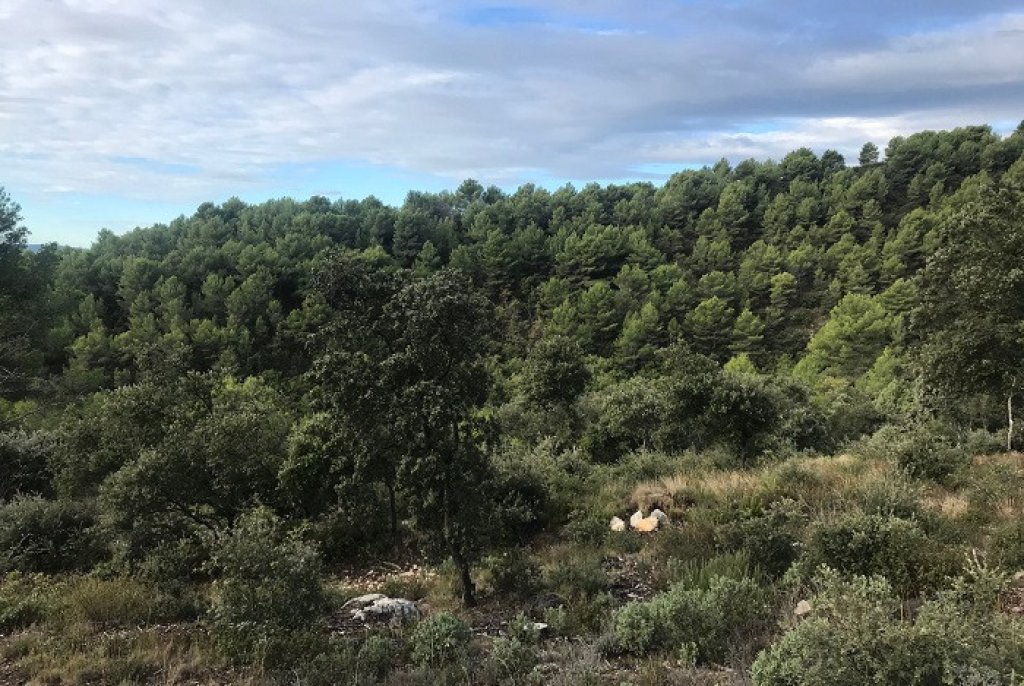Paysage de forêt du Luberon.