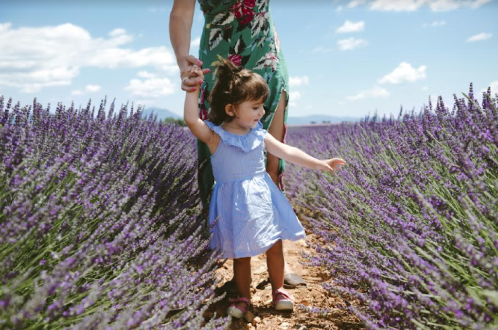 Lavande en Juin en Provence.