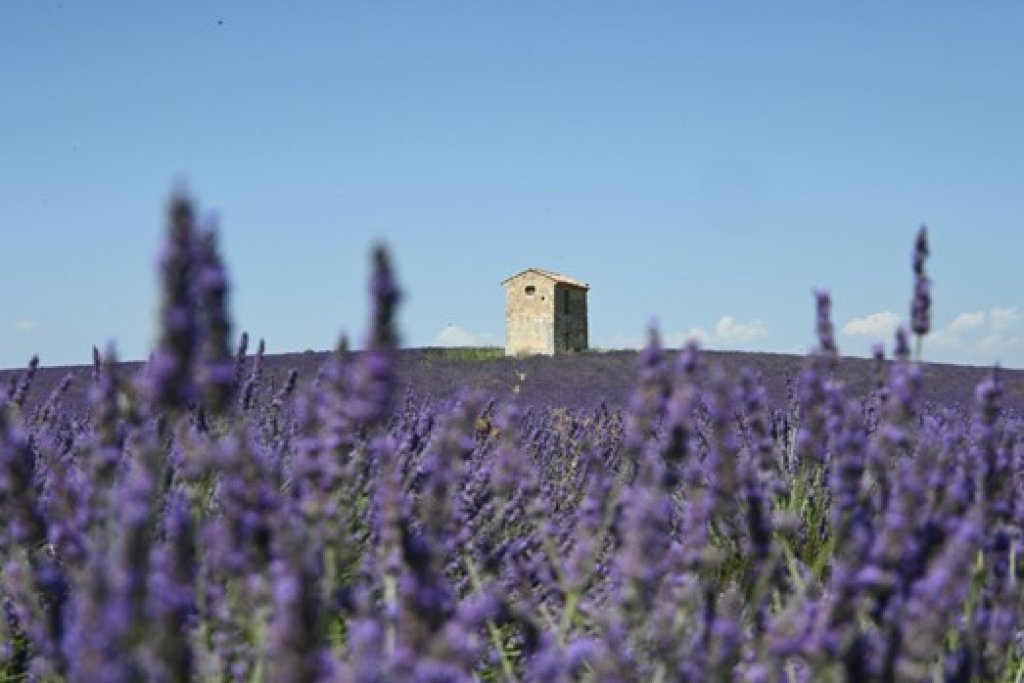 lavande en provence.
