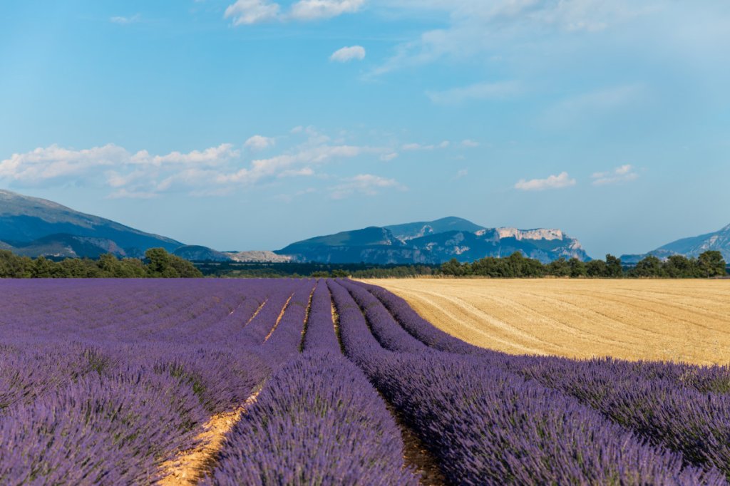 champs de lavande en Provence.