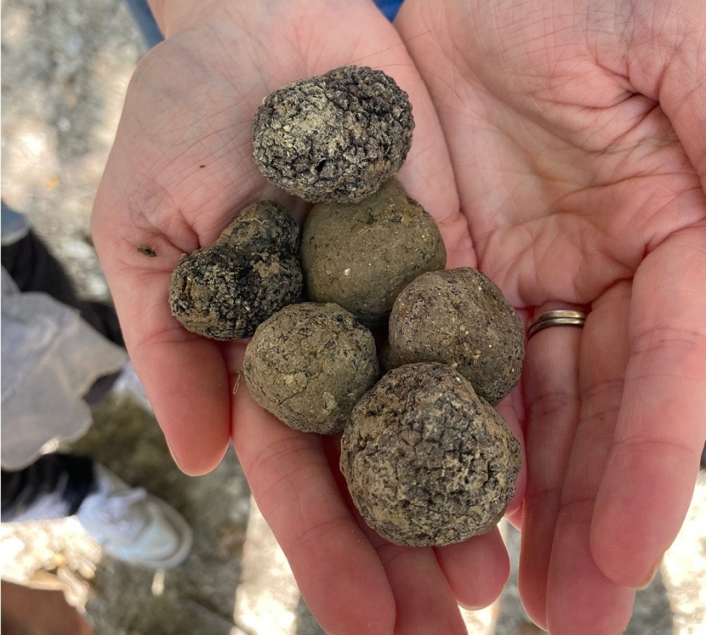 Truffle hunting in Provence.