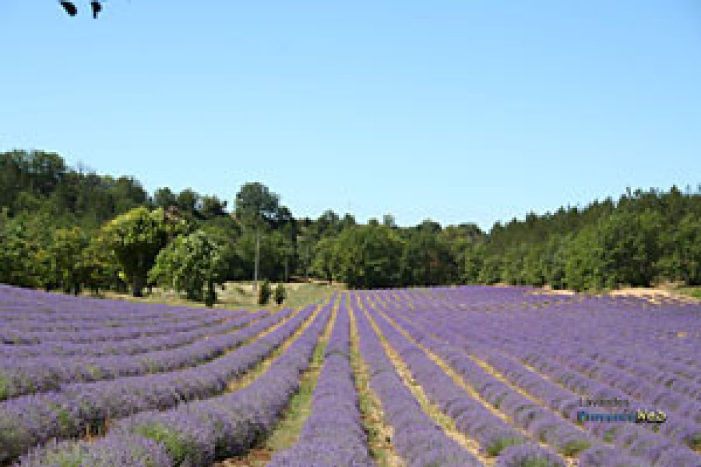Lavande dans le Haut Vaucluse.