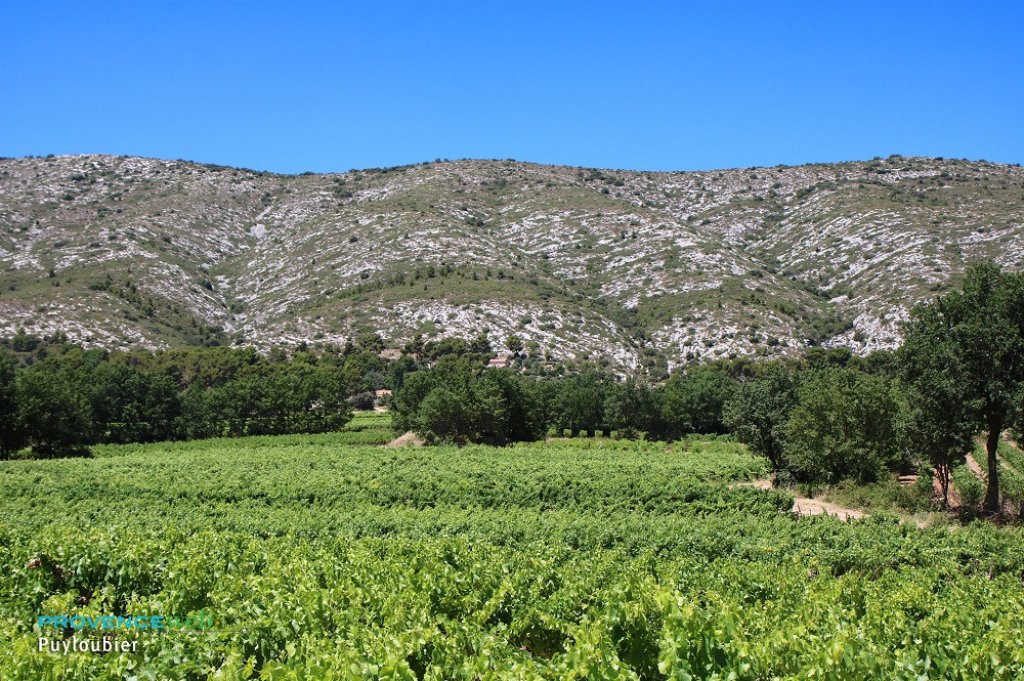 Vignoble Puyloubier.