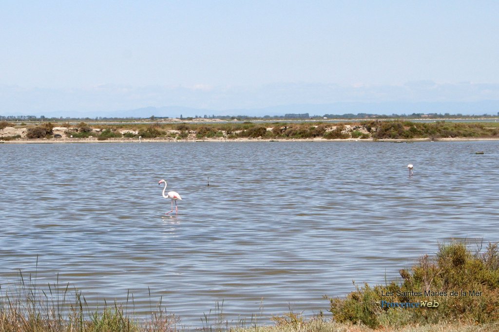 Etang aux Saintes Maries de la Mer.