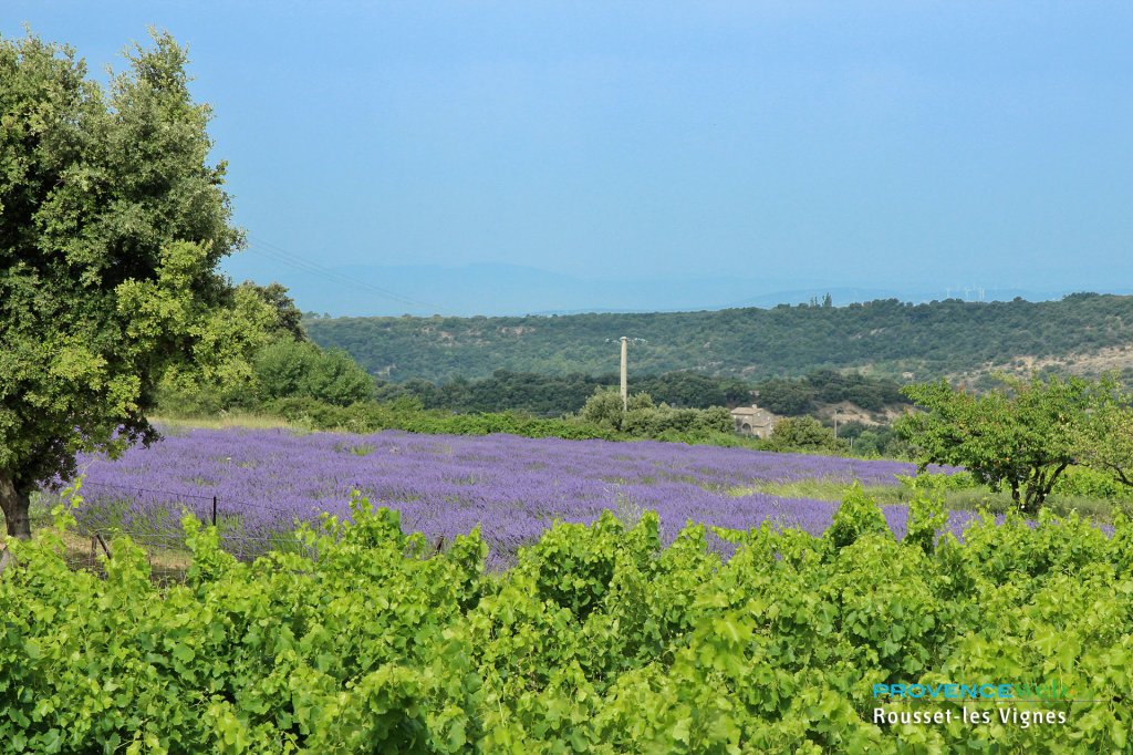 Champs de lavande derrière des vignes.