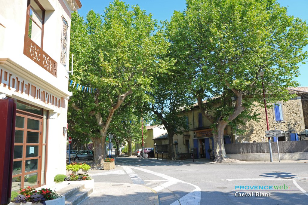 Cheval Blanc dans le Vaucluse.